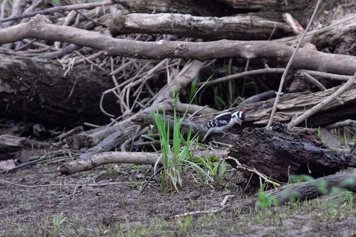 Downy Woodpecker - ML445192041