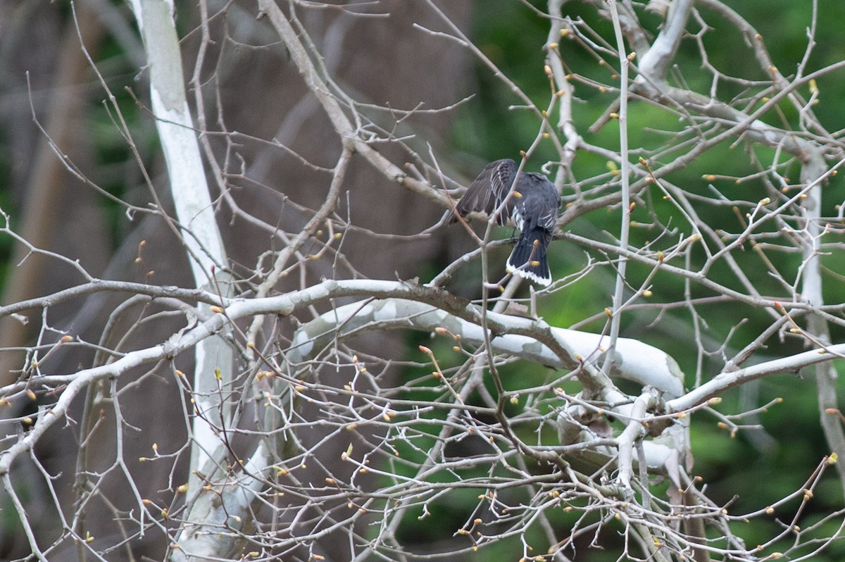 Eastern Kingbird - ML445192181