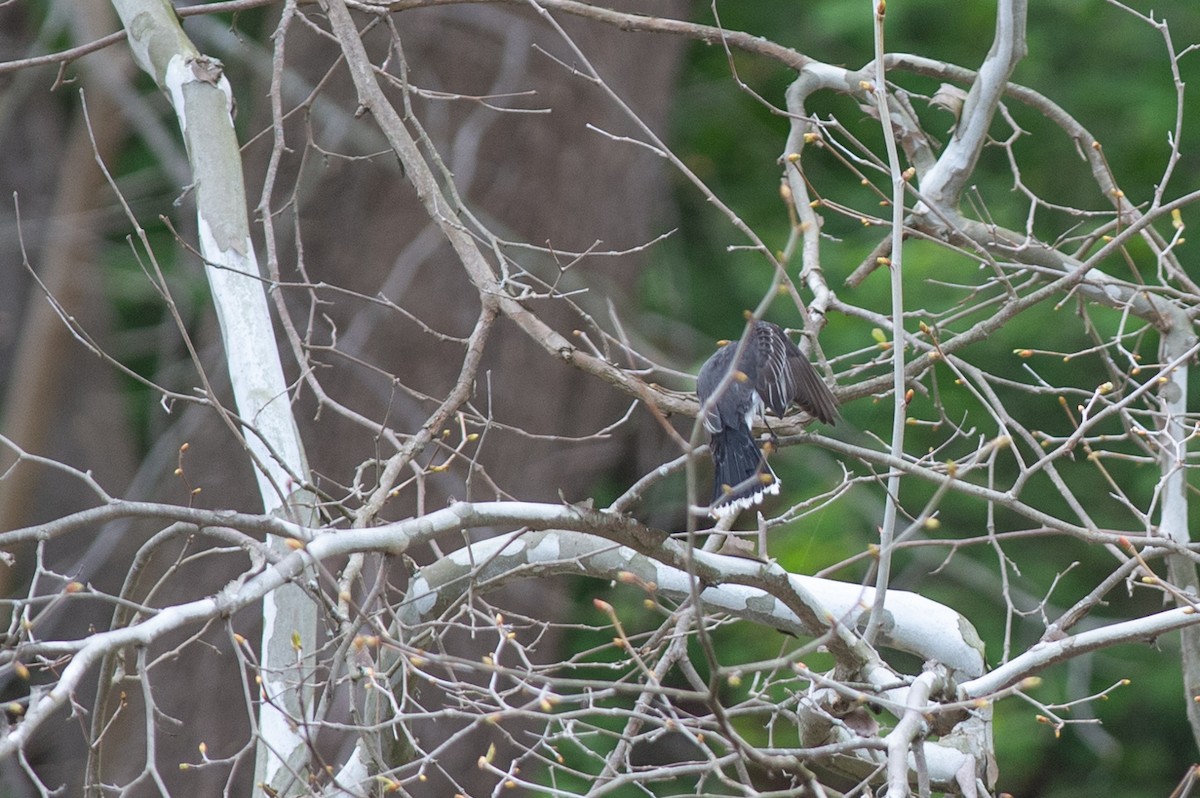 Eastern Kingbird - ML445192191