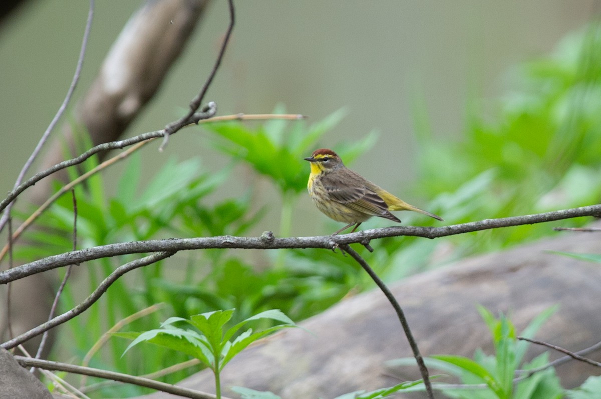 Palm Warbler - ML445192231