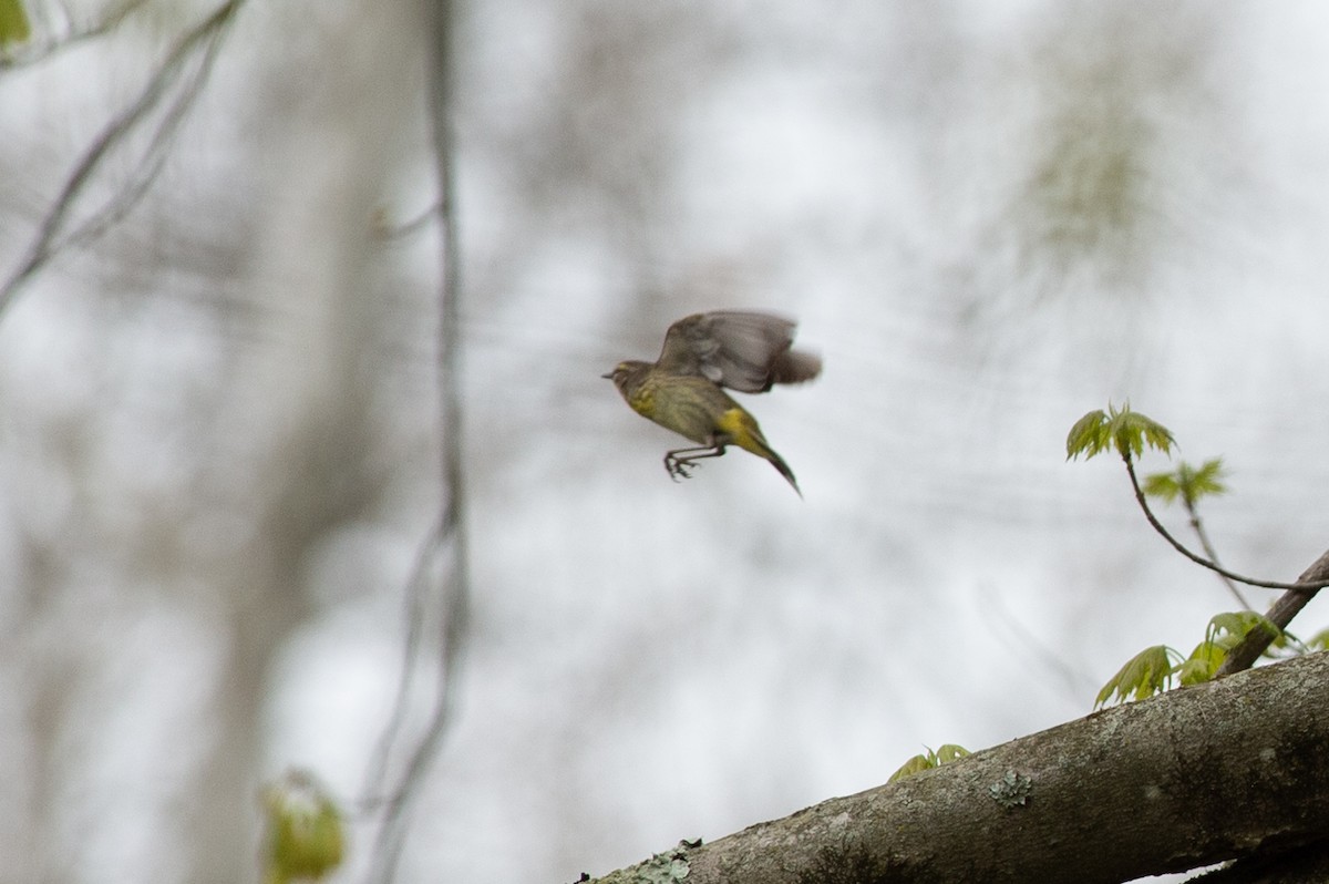 Palm Warbler - ML445192251