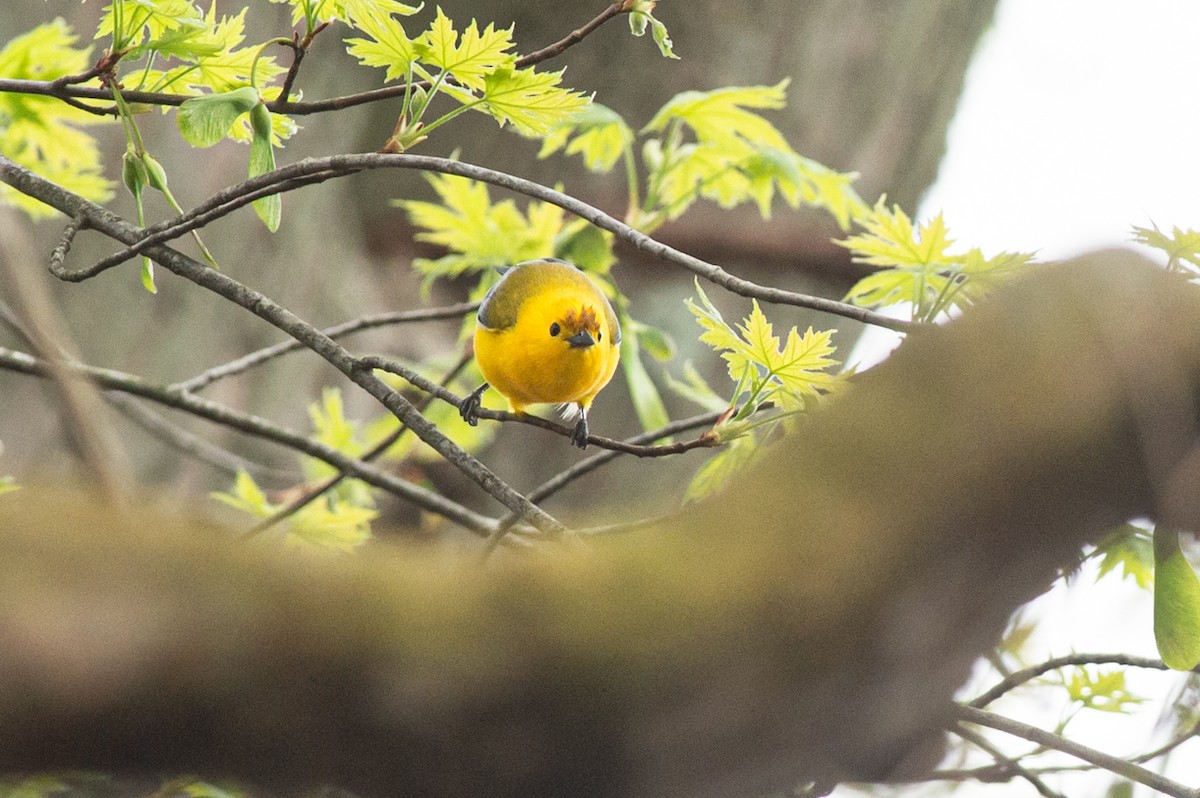Prothonotary Warbler - ML445192281