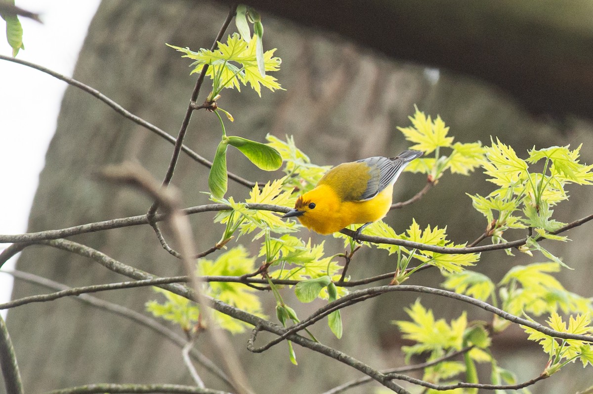 Prothonotary Warbler - ML445192291