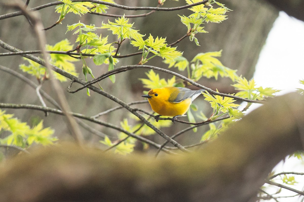 Prothonotary Warbler - ML445192301
