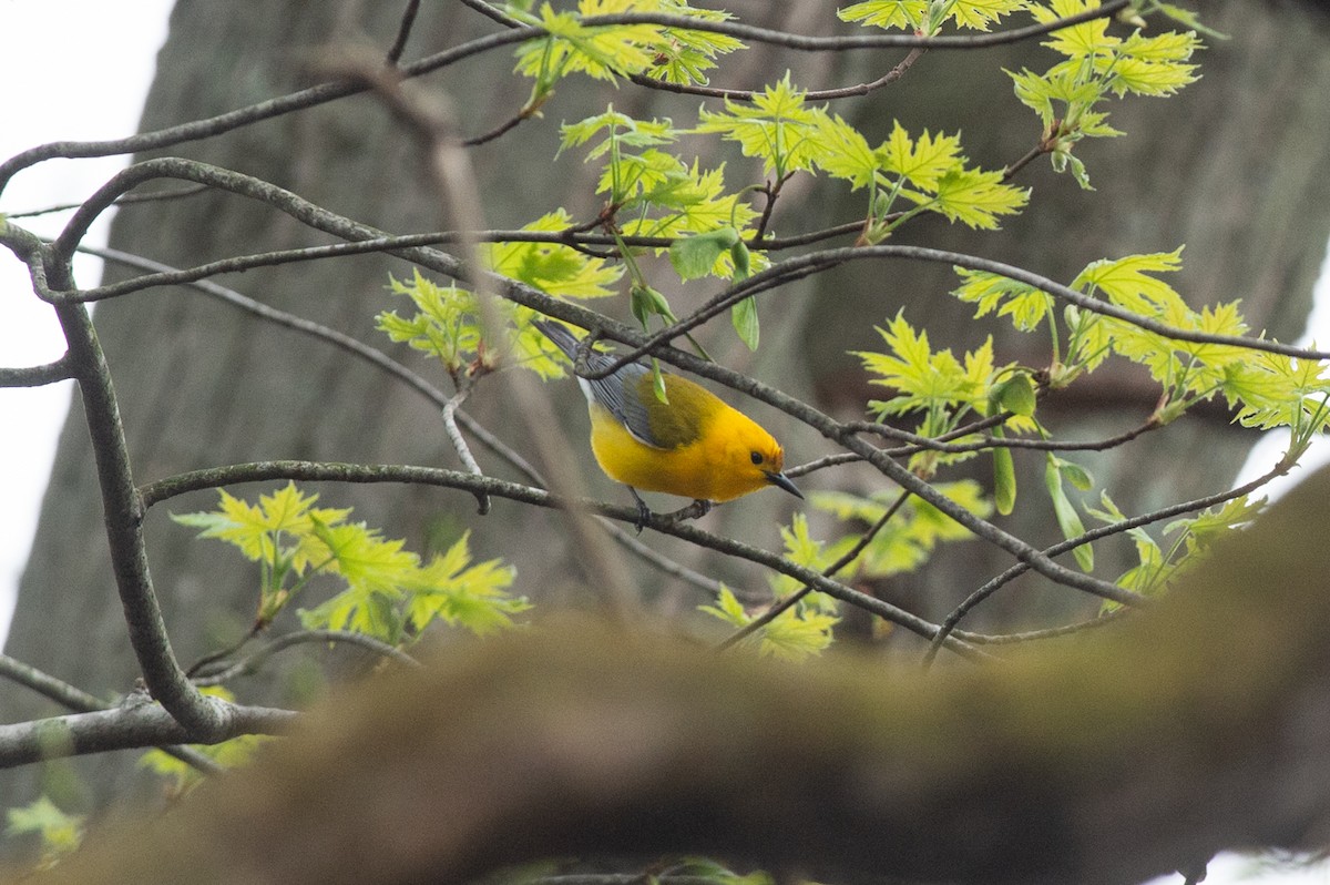 Prothonotary Warbler - ML445192321