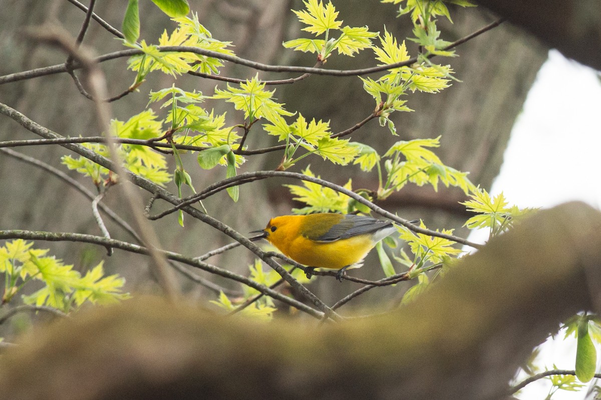 Prothonotary Warbler - ML445192331