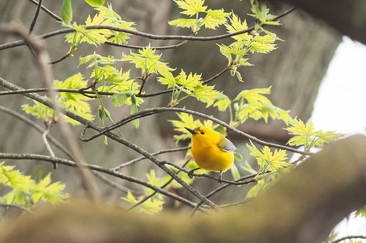 Prothonotary Warbler - ML445192341