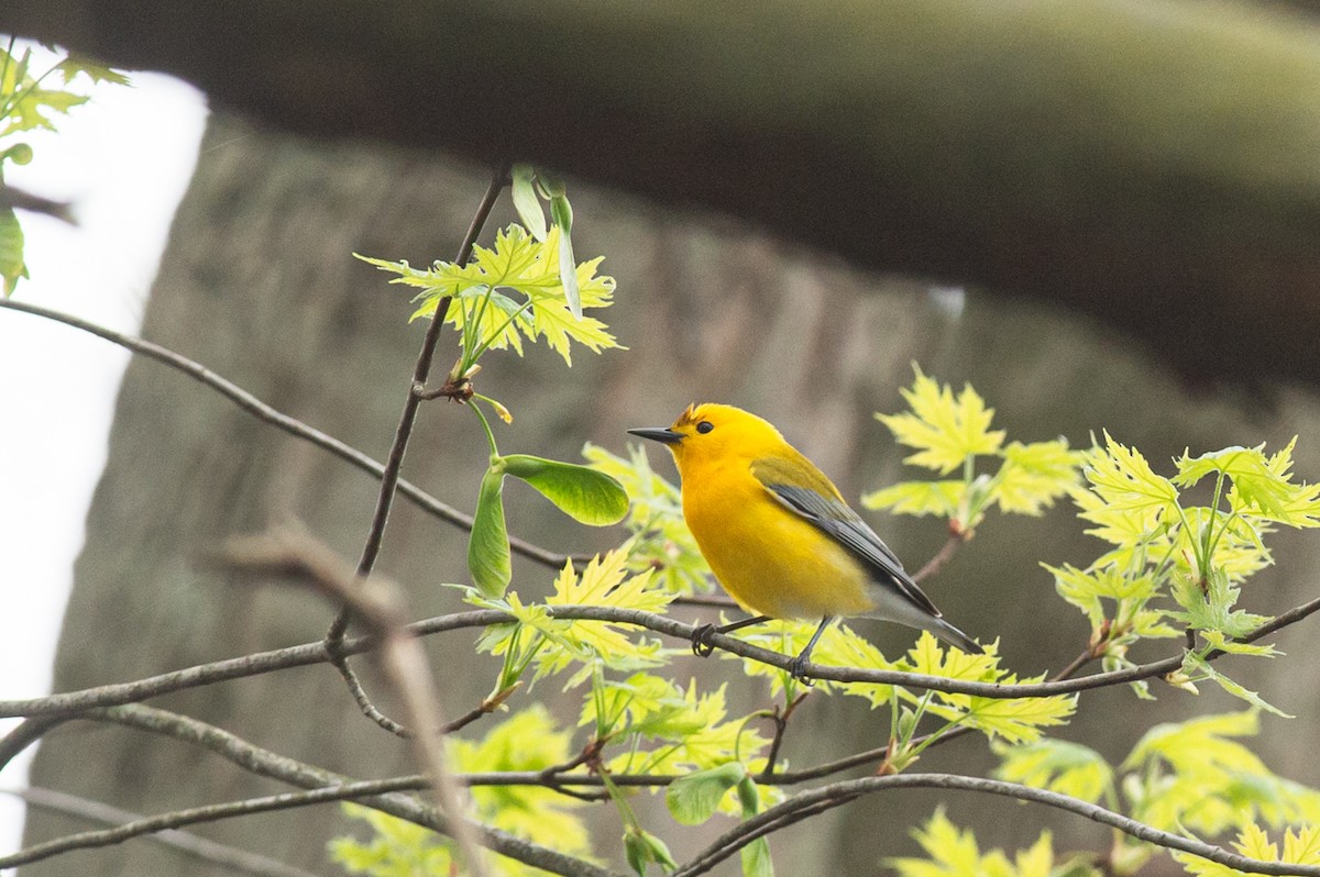 Prothonotary Warbler - ML445192351