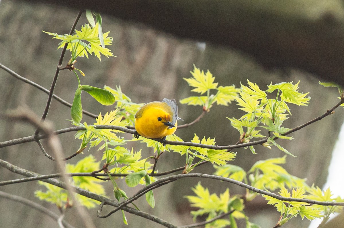 Prothonotary Warbler - ML445192361