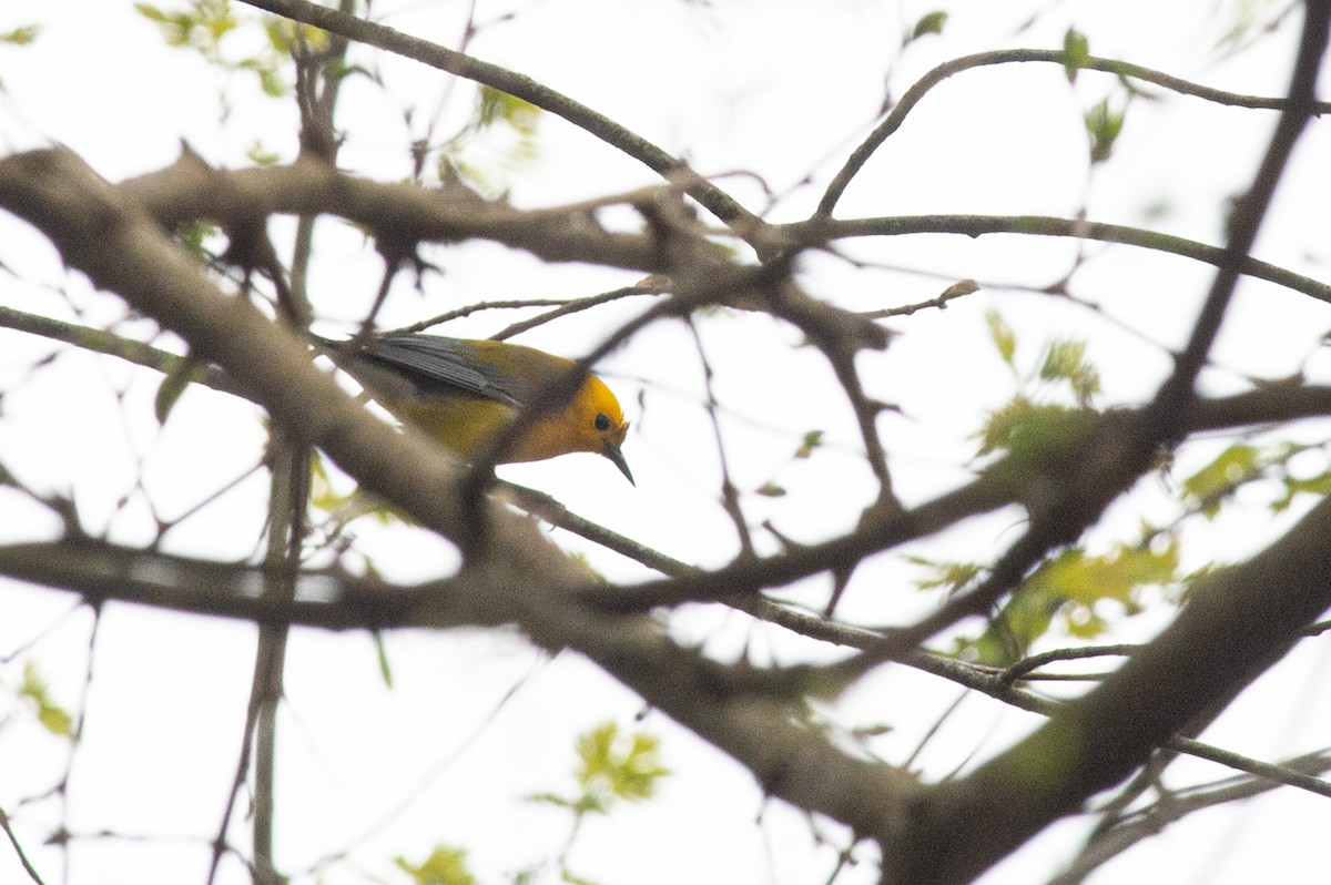 Prothonotary Warbler - ML445192371