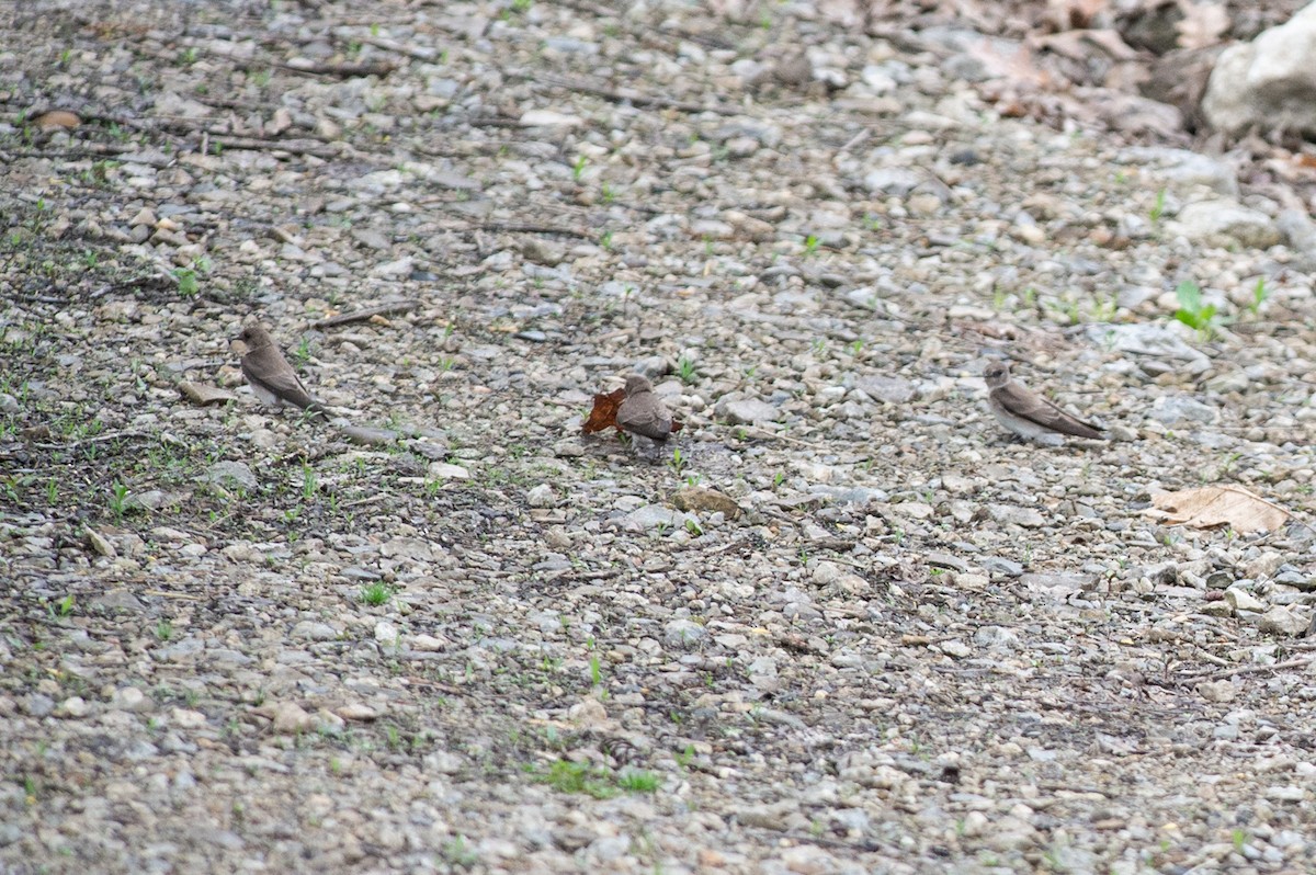Northern Rough-winged Swallow - ML445192441