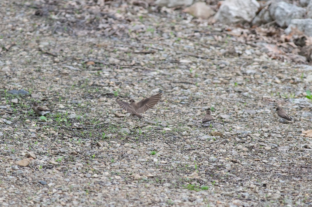 Northern Rough-winged Swallow - ML445192451