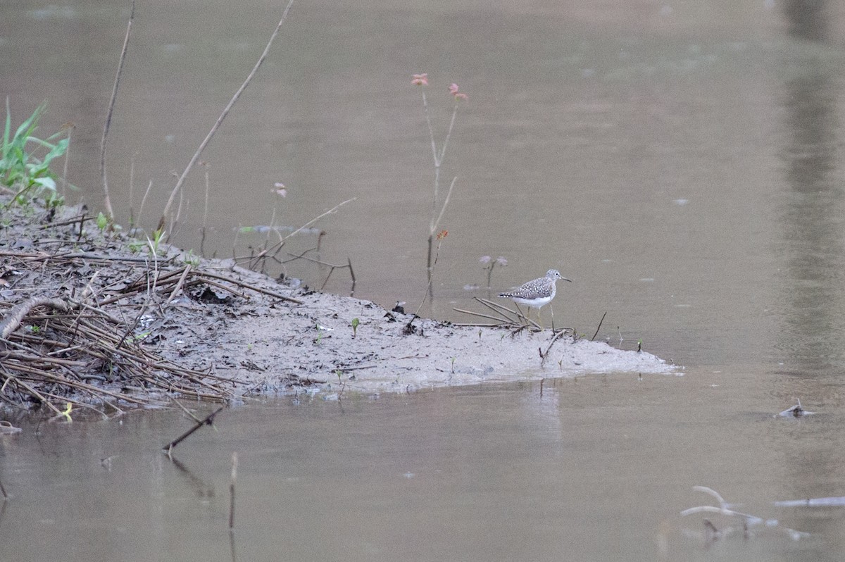Solitary Sandpiper - ML445192501