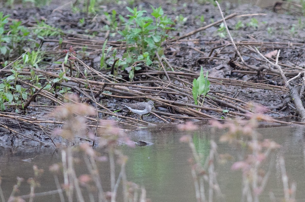 Solitary Sandpiper - ML445192511