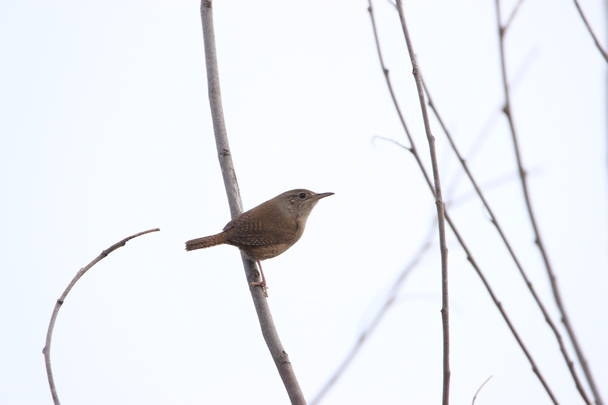 House Wren - Abraham Bowring