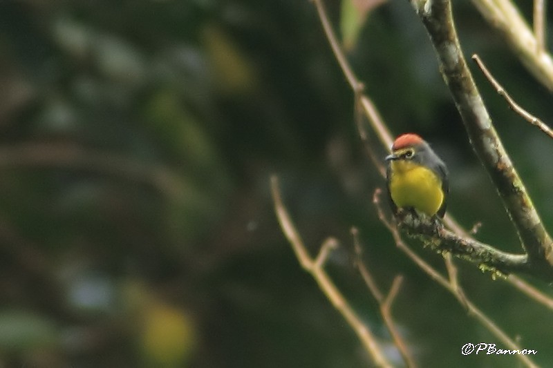 Paria Redstart - ML44519531