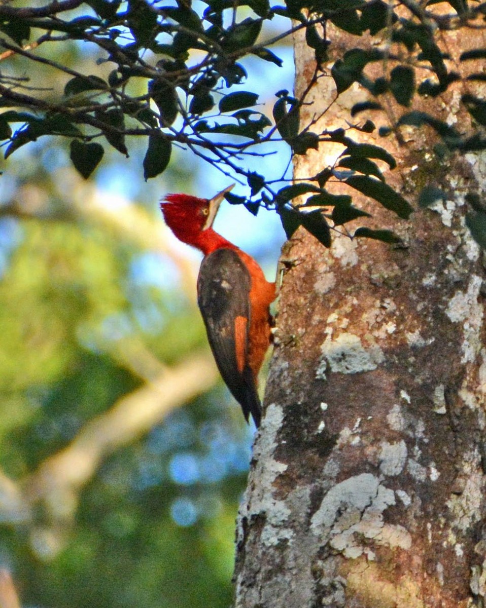 Red-necked Woodpecker - ML44519661