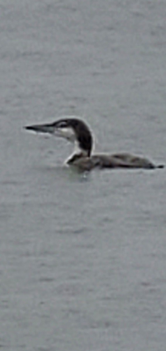 Common Loon - ML445197061