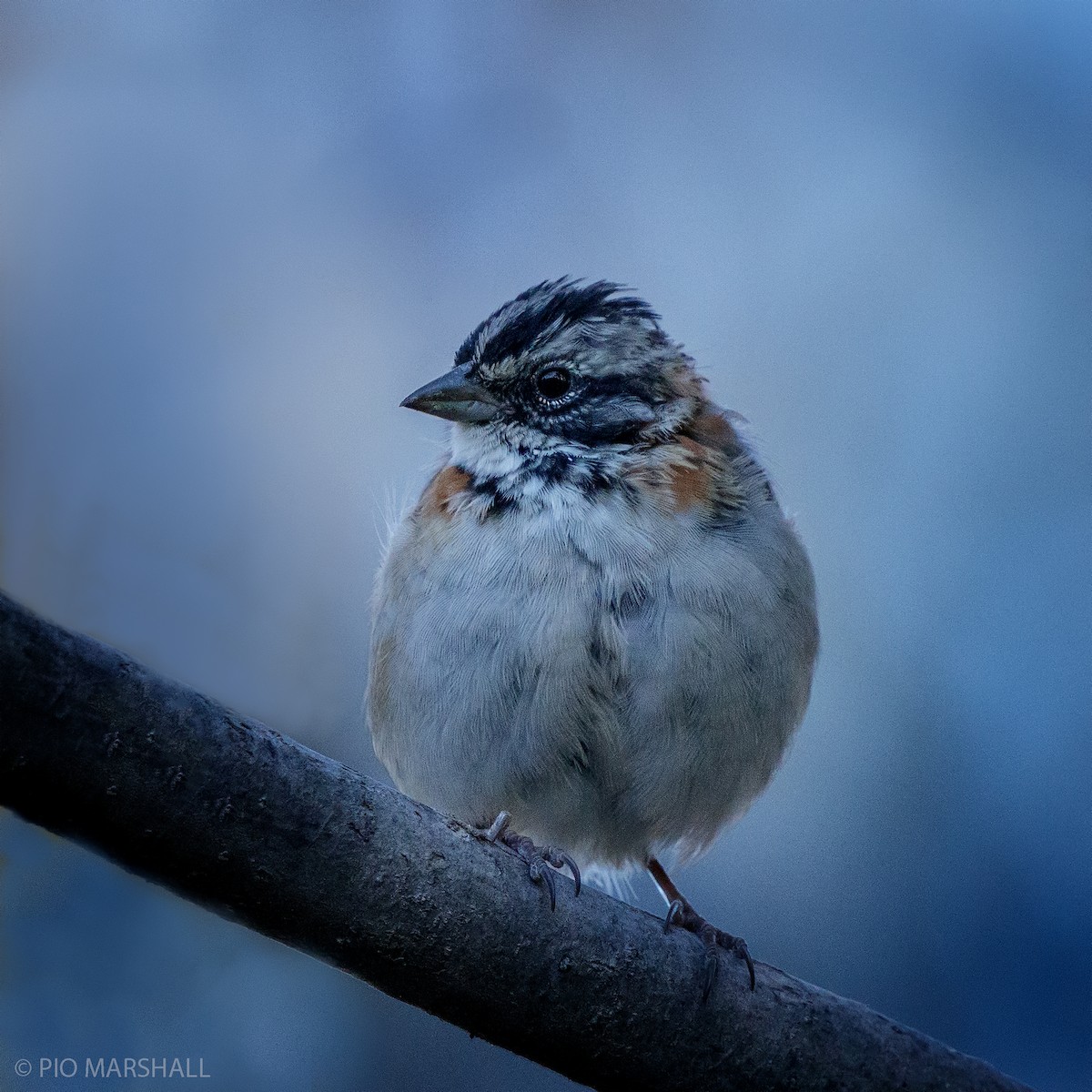 Rufous-collared Sparrow - ML445198741