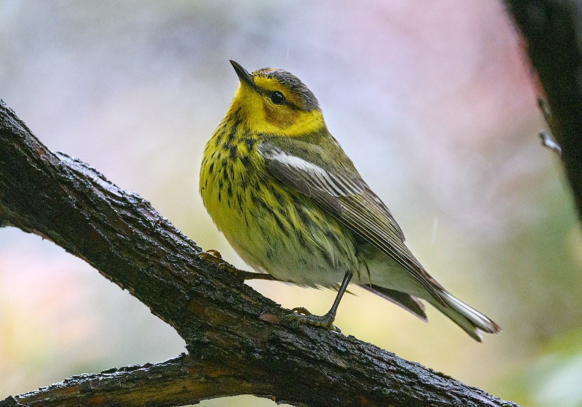 Cape May Warbler - ML445199811