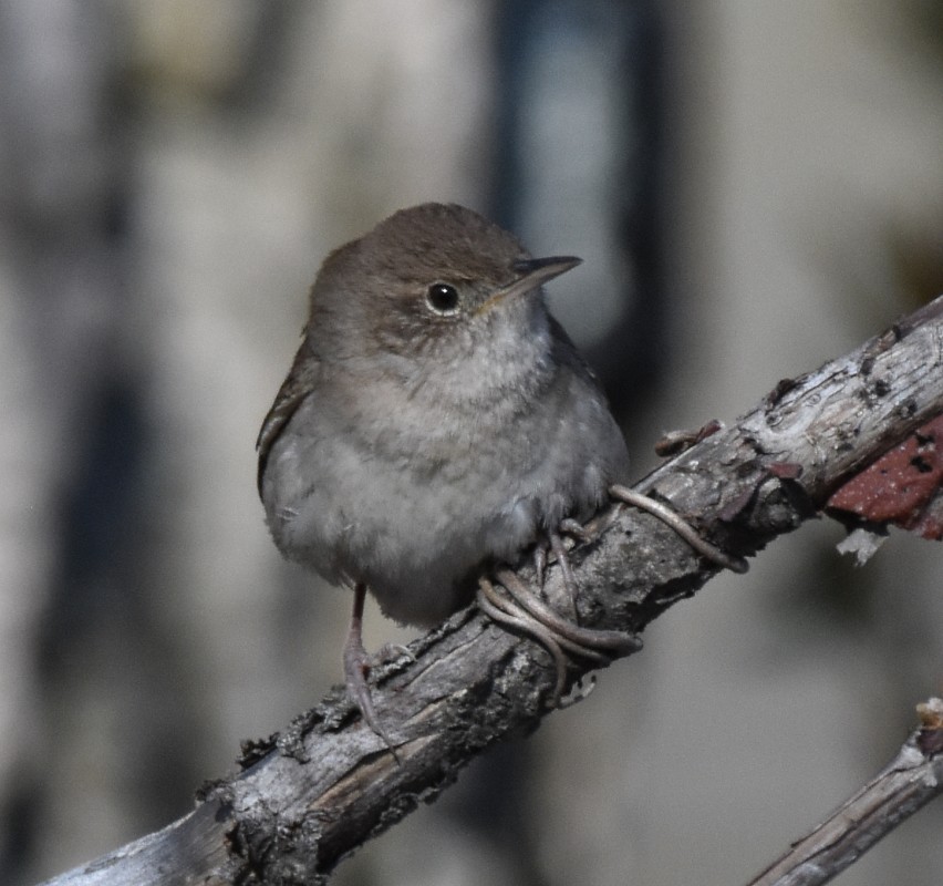 House Wren - Regis Fortin