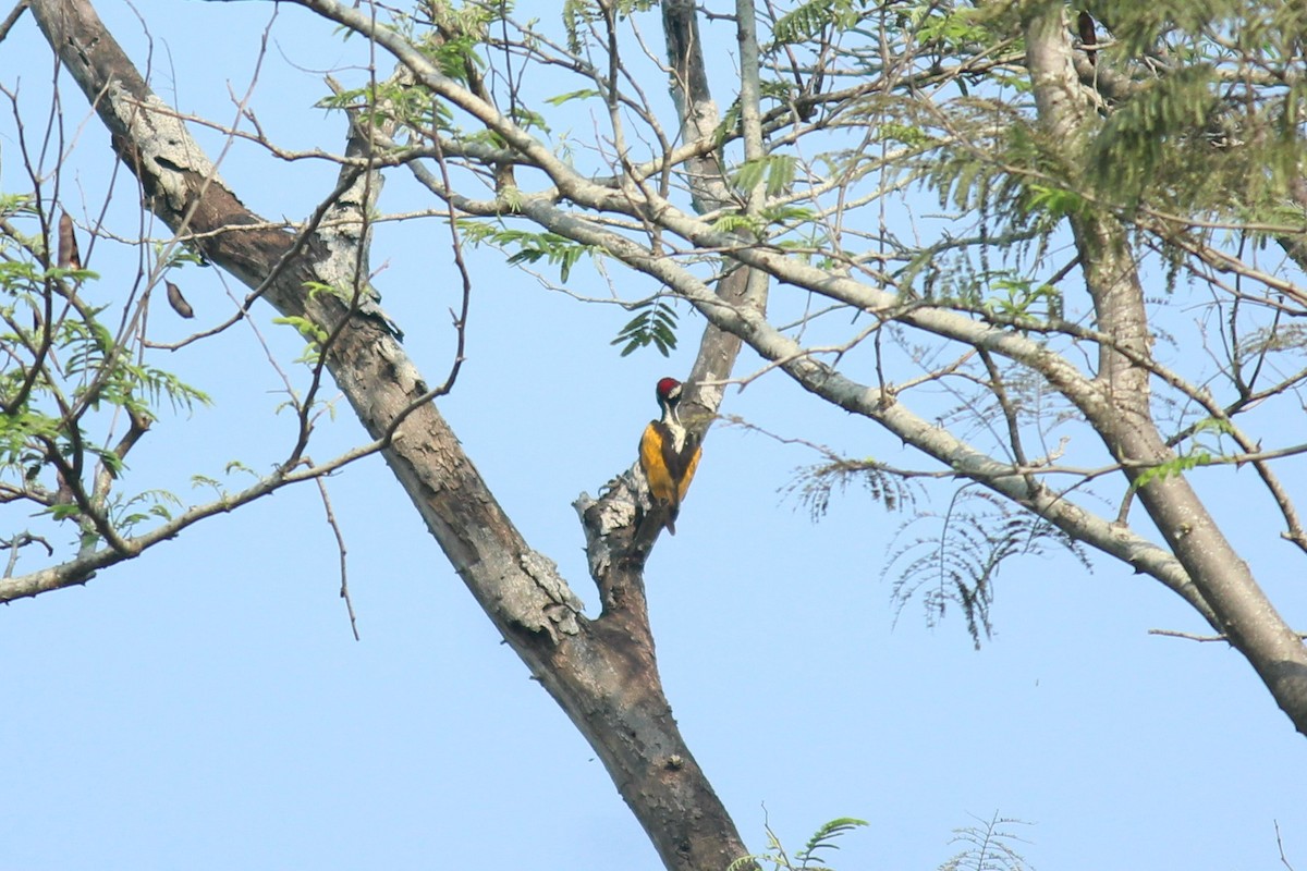 White-naped Woodpecker - Arun George