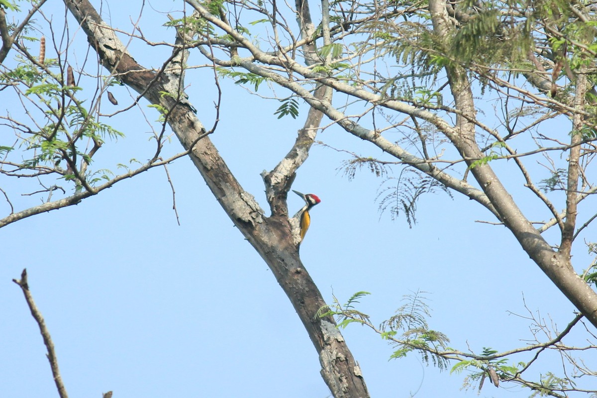 White-naped Woodpecker - Arun George