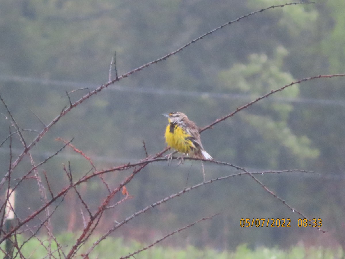 Eastern Meadowlark - ML445202171