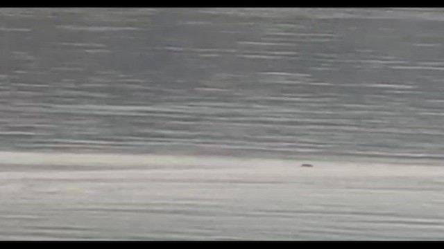 loon sp. - ML445202771