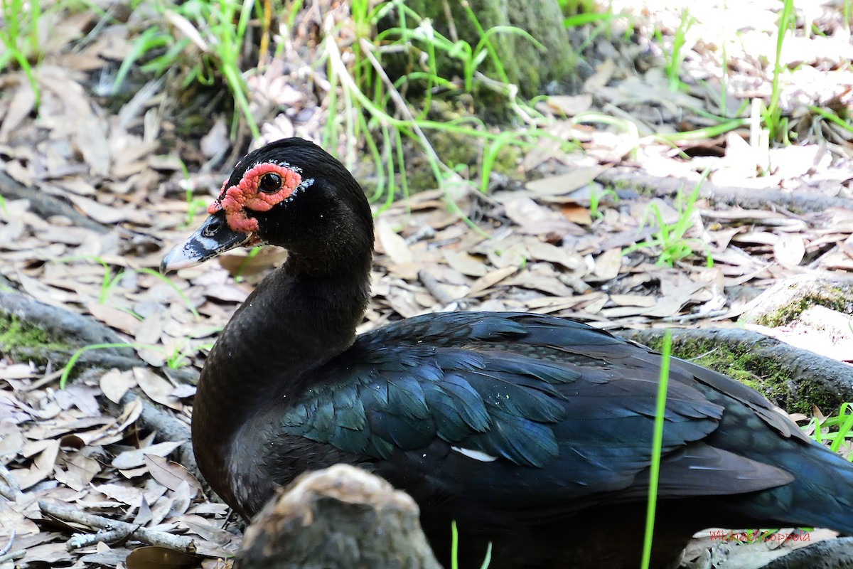 Muscovy Duck (Domestic type) - ML445205541