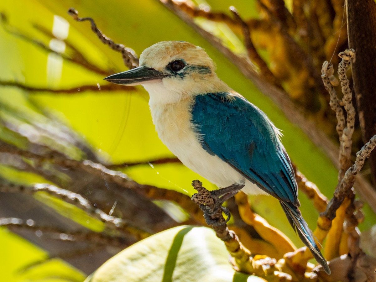 Tuamotu Kingfisher (Niau) - Mike Greenfelder