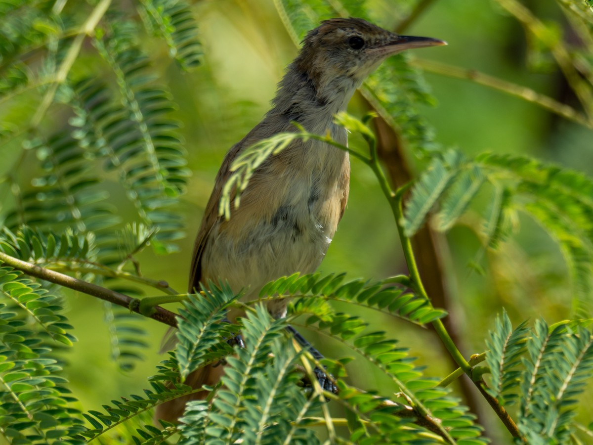 Tuamotu Reed Warbler - ML445208291