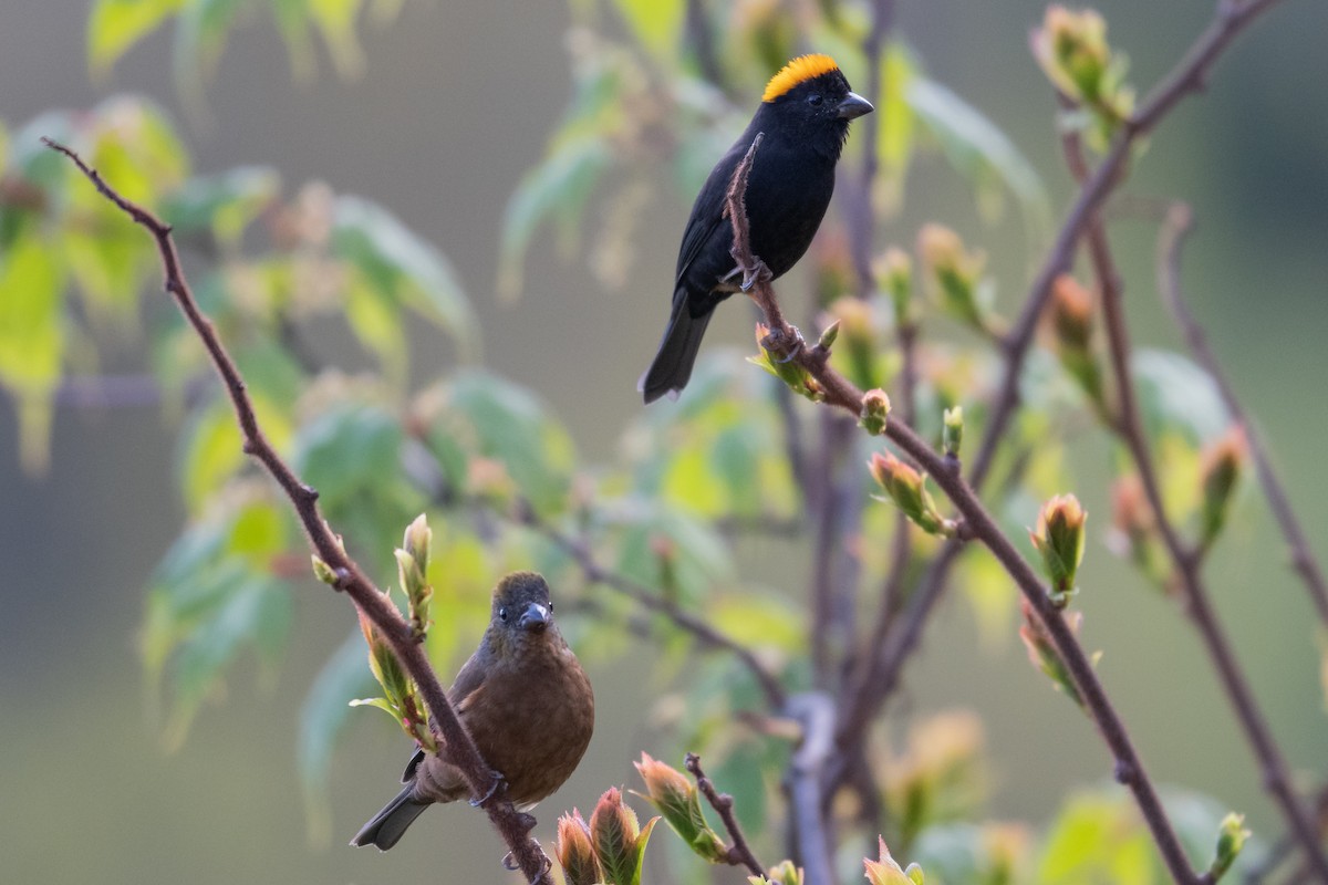 Gold-naped Finch - ML445209171