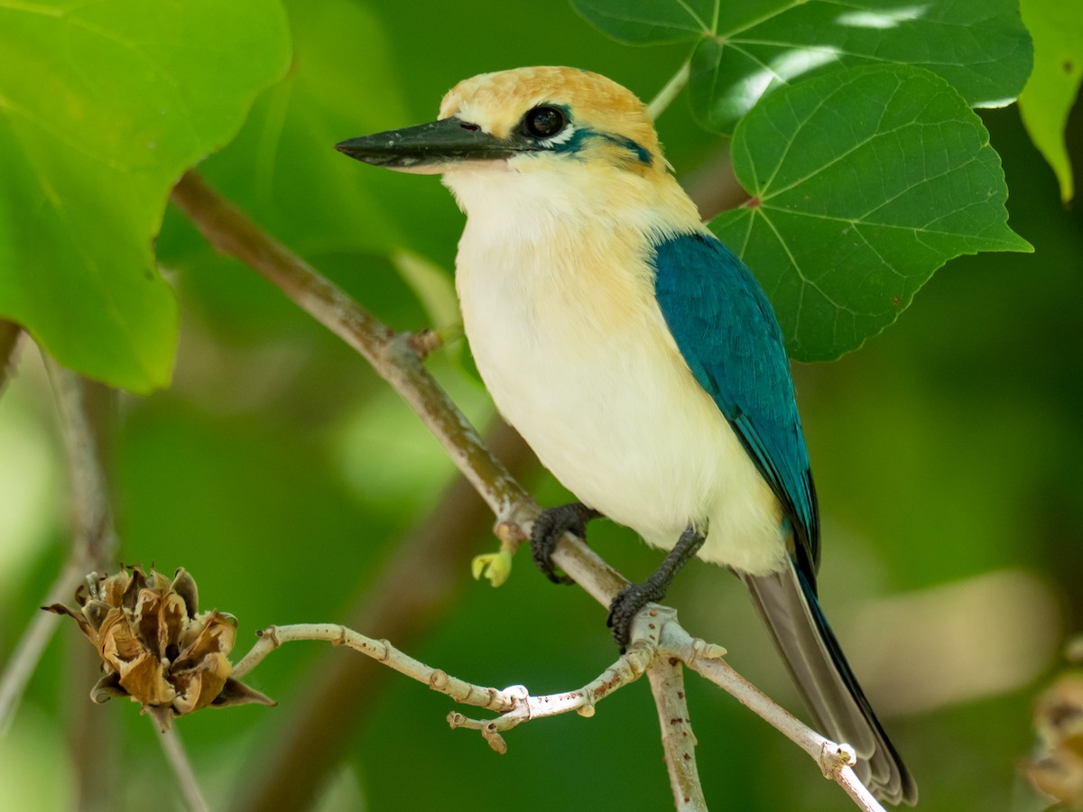 Tuamotu Kingfisher (Niau) - Mike Greenfelder