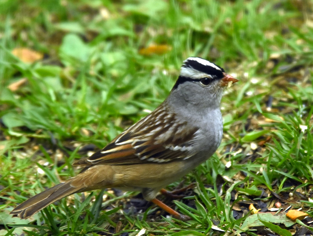 White-crowned Sparrow - joe greco