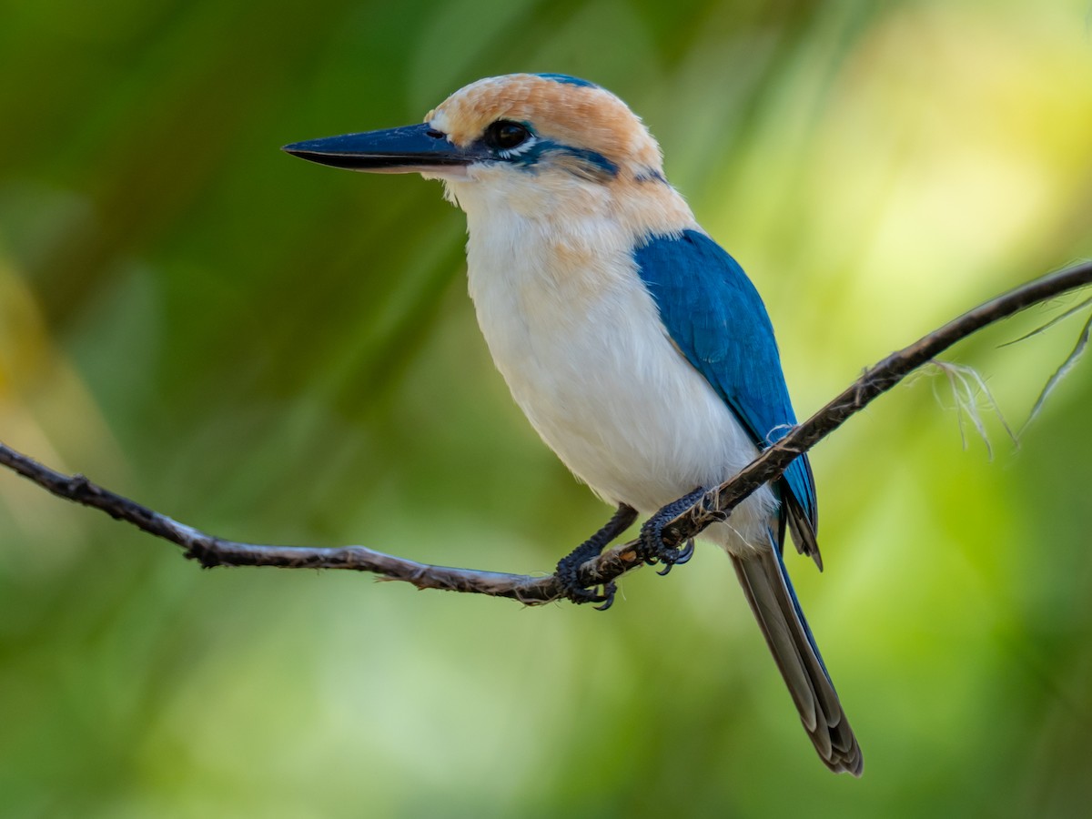 Tuamotu Kingfisher (Niau) - ML445210701