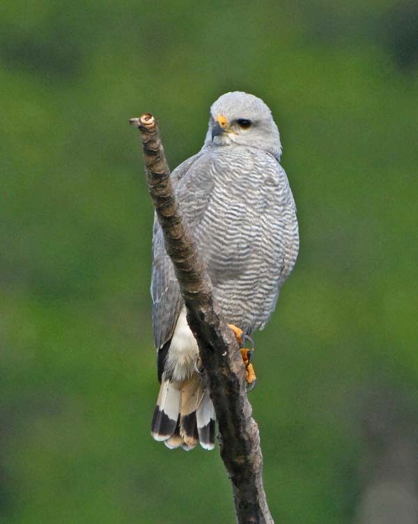 Gray-lined Hawk - Tini & Jacob Wijpkema