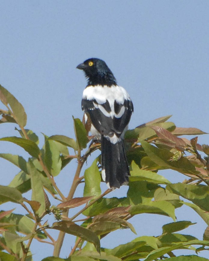 Magpie Tanager - ML44521101