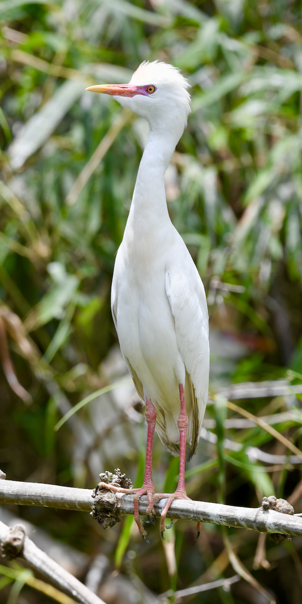 Чапля єгипетська (підвид ibis) - ML445211841