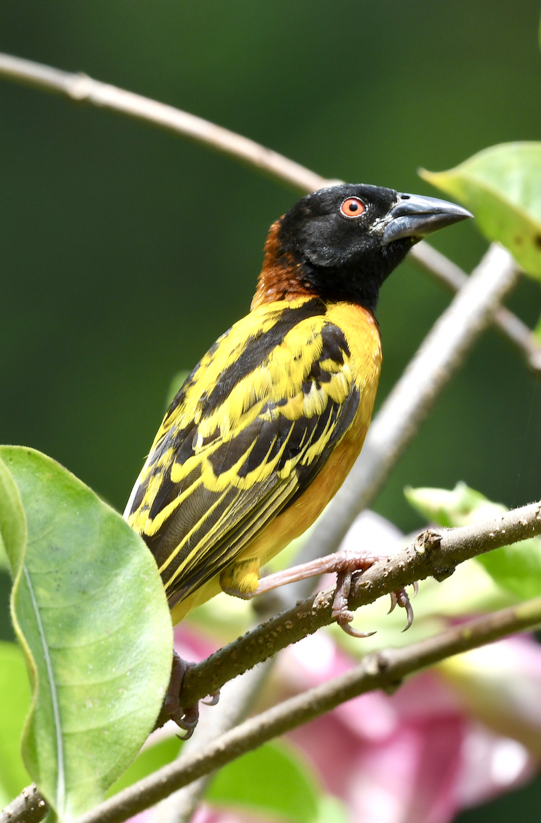 Village Weaver - Joseph Tobias