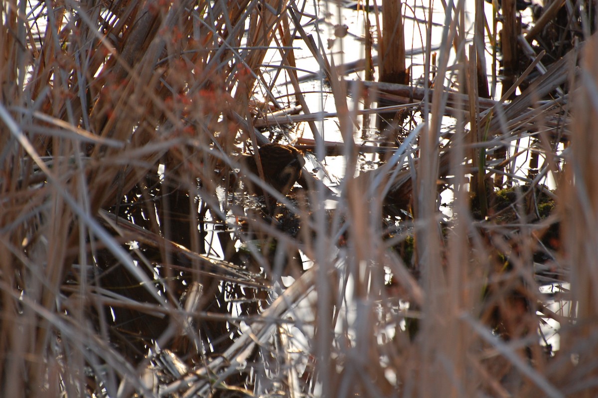 Virginia Rail - Marc St. Onge