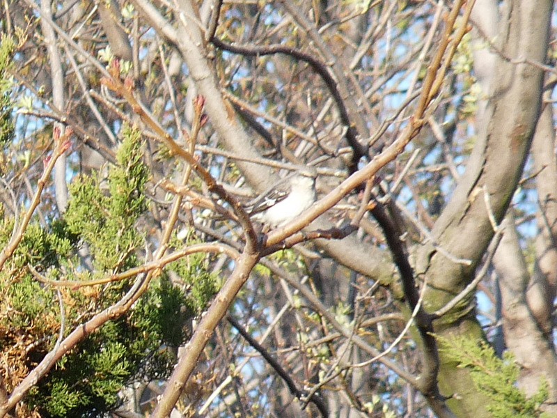 Northern Mockingbird - ML445215531