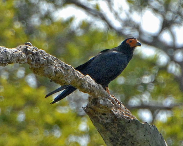 Black Caracara - ML44521561