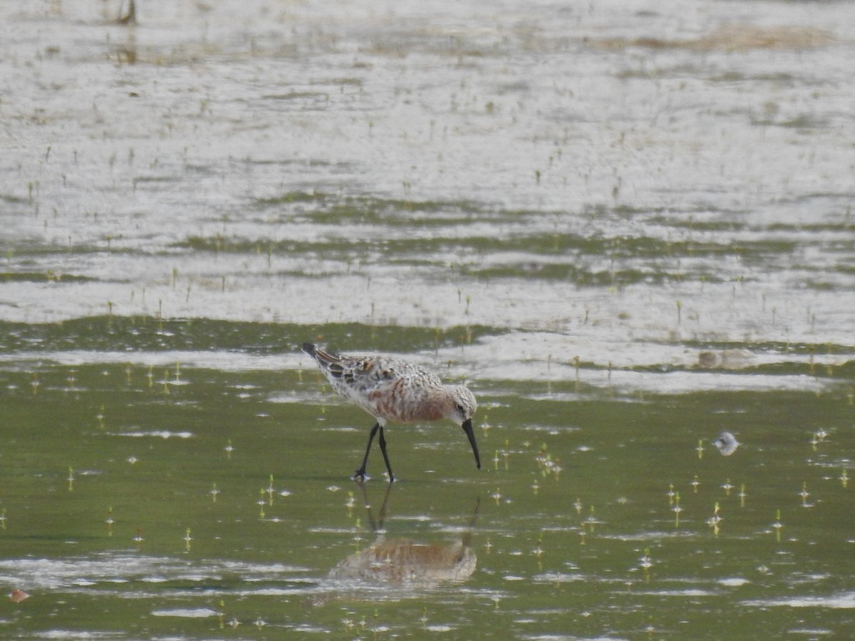 Curlew Sandpiper - ML445216911