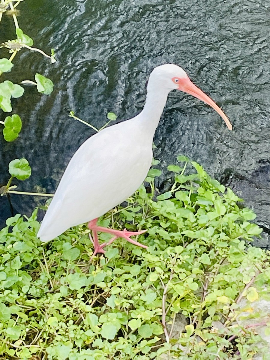 White Ibis - Denise Currin