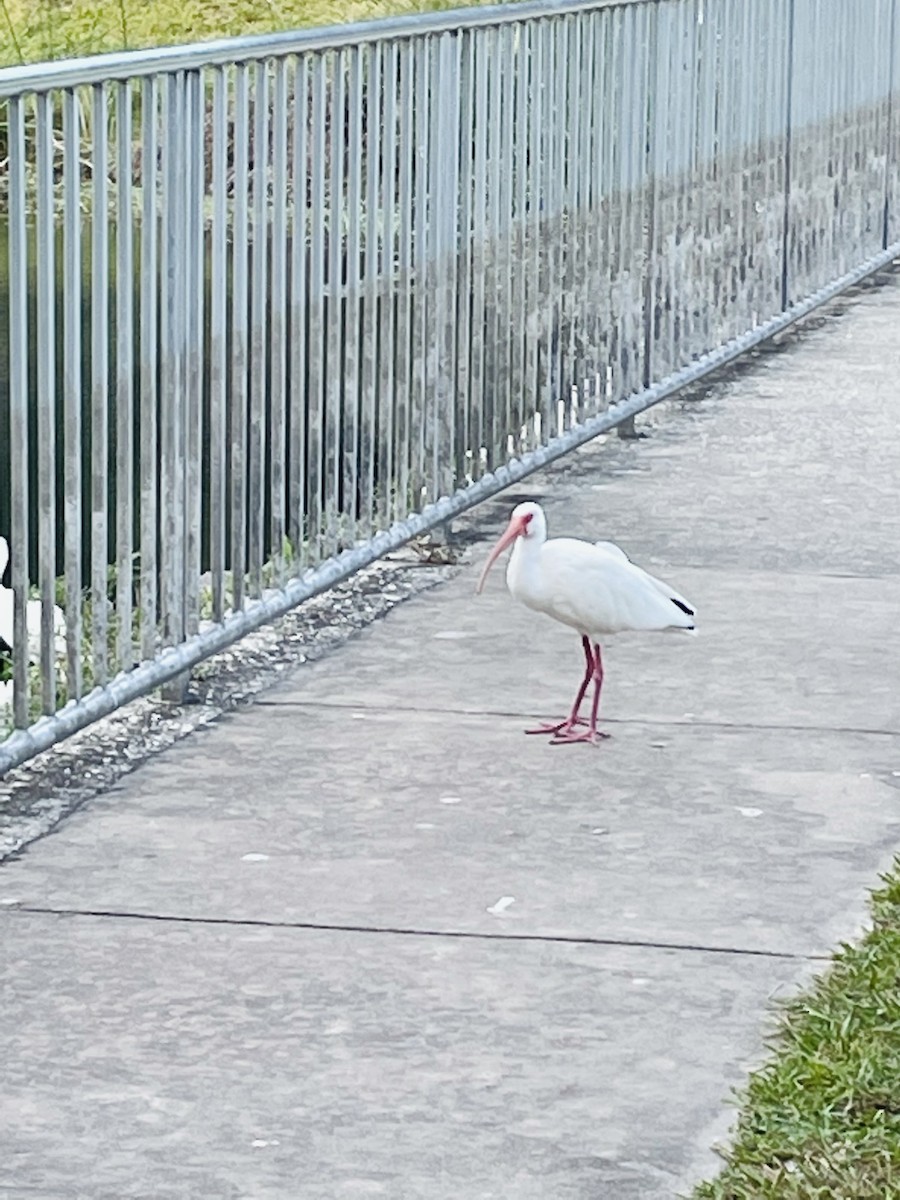 White Ibis - ML445218021