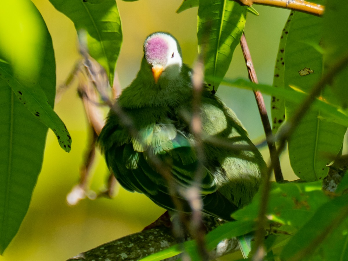 Atoll Fruit-Dove - Mike Greenfelder