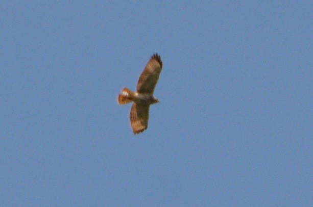 Zapelatz buztangorria - ML445219091
