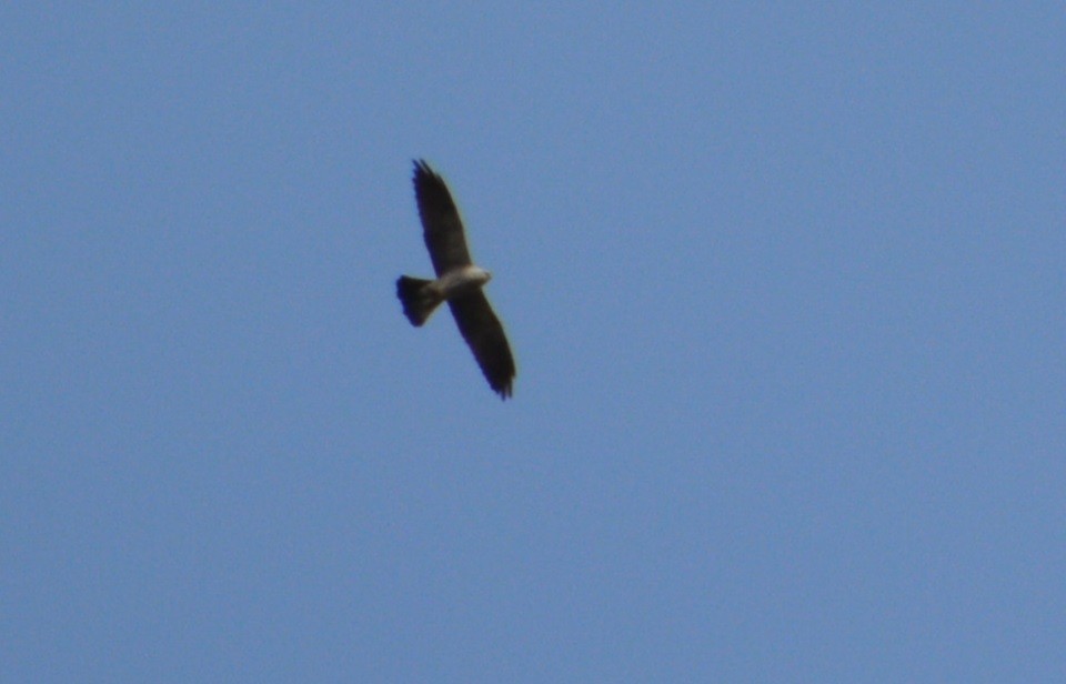 Mississippi Kite - ML445219271