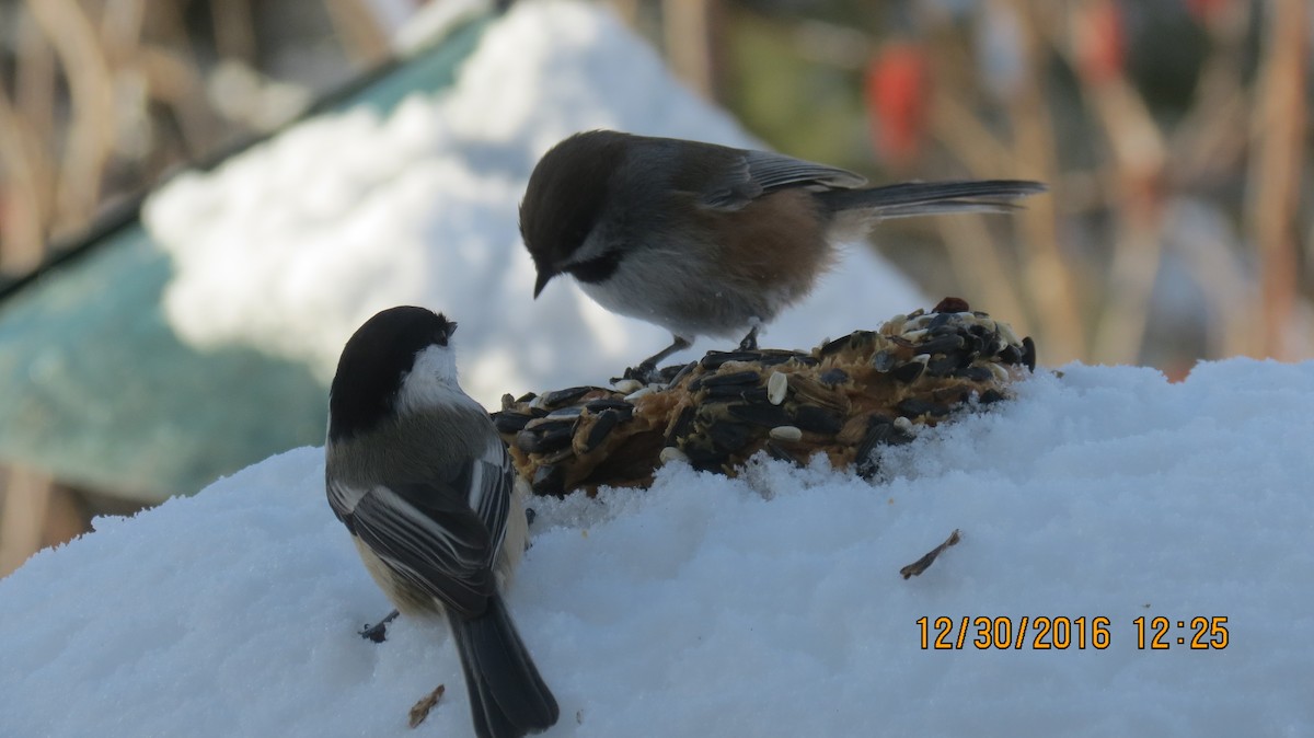 Mésange à tête brune - ML44521931